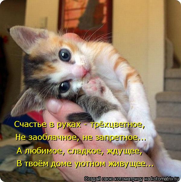 Счастье в руках - трёхцветное, Не заоблачное, не запретное... А любимое, сладкое, ждущее, В твоём дом... Котоматрица: Счастье в руках - трёхцветное, Не заоблачное, не запретное... А любимое, сладкое, ждущее, В твоём доме уютном живущее...