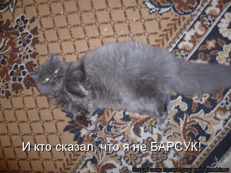 И кто сказал, что я не БАРСУК!... Котоматрица: И кто сказал, что я не БАРСУК!