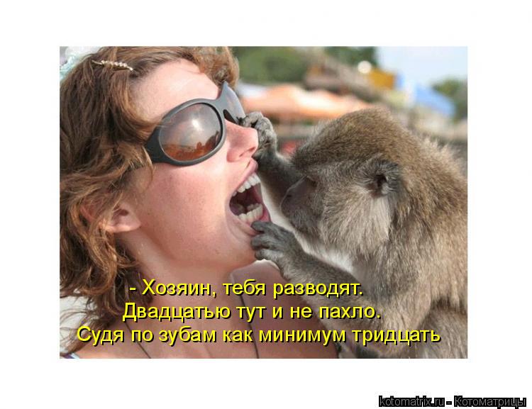 Судя по зубам как минимум тридцать - Хозяин, тебя разводят. Двадцатью тут и не пахло.... Котоматрица: Судя по зубам как минимум тридцать - Хозяин, тебя разводят. Двадцатью тут и не пахло.