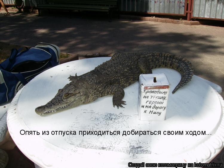 Опять из отпуска приходиться добираться своим ходом...... Котоматрица: Опять из отпуска приходиться добираться своим ходом...