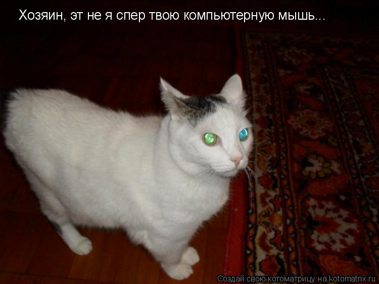 Хозяин, эт не я спер твою компьютерную мышь...... Котоматрица: Хозяин, эт не я спер твою компьютерную мышь...