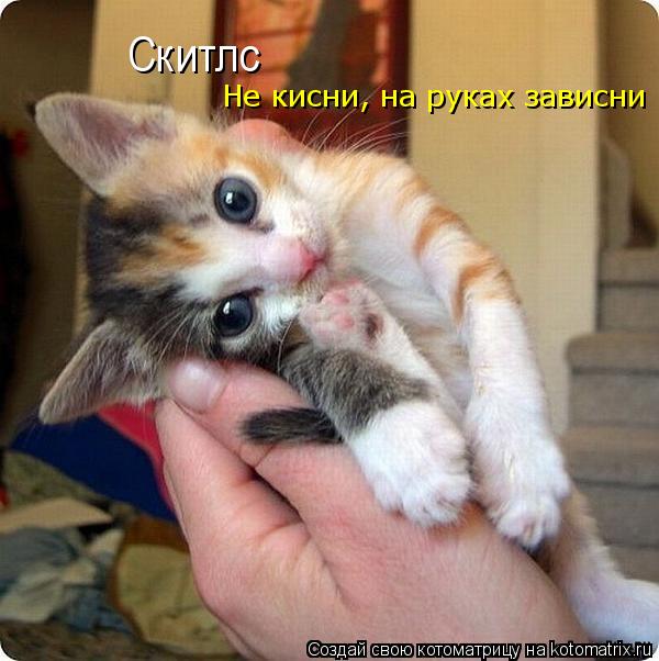 Котоматрица: Скитлс Не кисни, на руках зависни