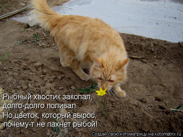 Котоматрица: Рыбный хвостик закопал, долго-долго поливал... Но цветок, который вырос, почему-т не пахнет рыбой!