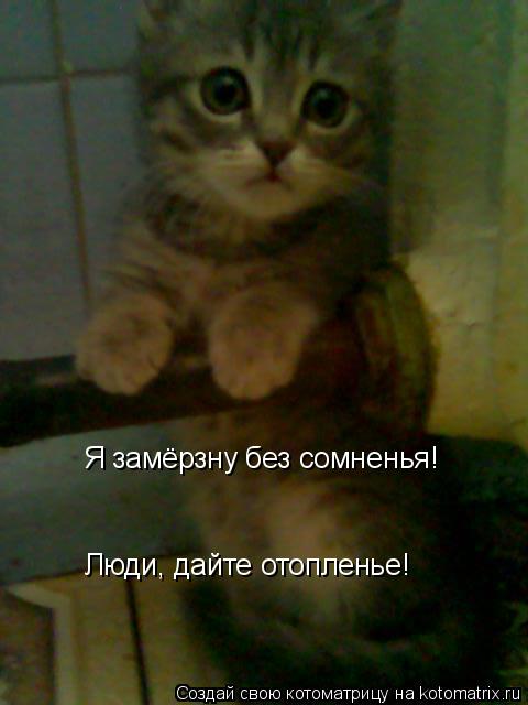 Котоматрица: Я замёрзну без сомненья! Люди, дайте отопленье!