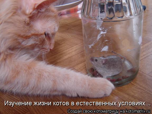Котоматрица: Изучение жизни котов в естественных условиях...