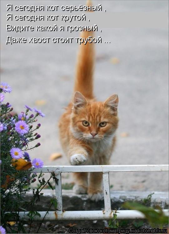 Котоматрица: Я сегодня кот серьёзный , Я сегодня кот крутой , Видите какой я грозный , Даже хвост стоит трубой ...