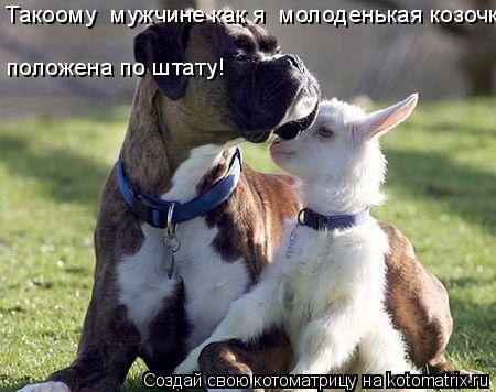 Котоматрица: положена по штату! Такоому  мужчине как я  молоденькая козочка