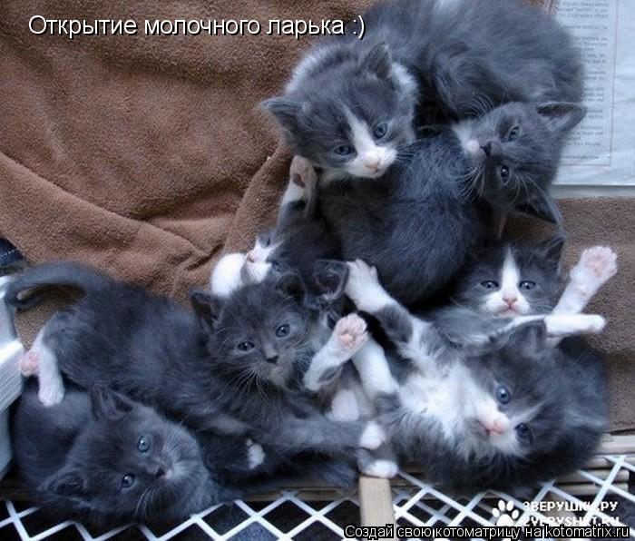 Котоматрица: Открытие молочного ларька :)