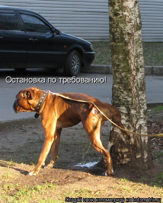 Котоматрица: Остановка по требованию!