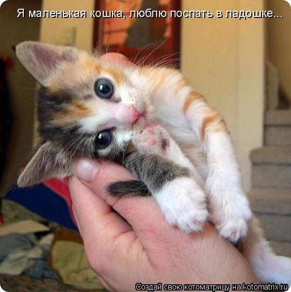 Котоматрица: Я маленькая кошка, люблю поспать в ладошке...