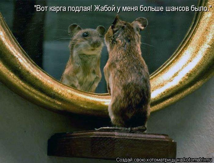 Котоматрица: "Вот карга подлая! Жабой у меня больше шансов было."