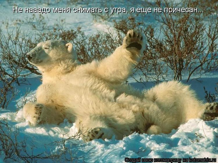 Котоматрица: Не нааадо меня снимать с утра, я еще не причесан...