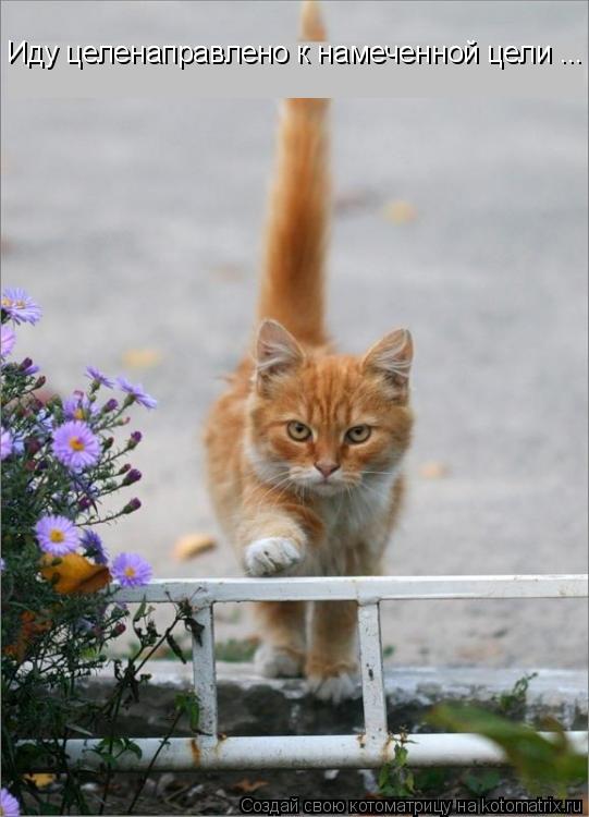 Котоматрица: Иду целенаправлено к намеченной цели ...