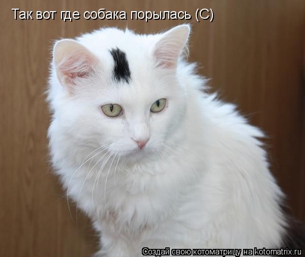 Котоматрица: Так вот где собака порылась (С)
