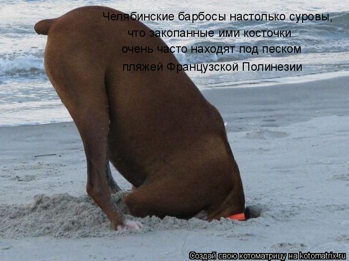 Котоматрица: Челябинские барбосы настолько суровы, что закопанные ими косточки очень часто находят под песком пляжей Французской Полинезии