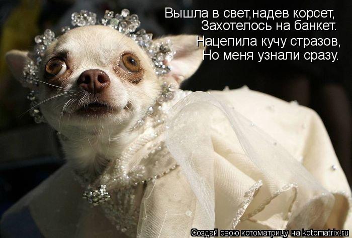 Котоматрица: Вышла в свет,надев корсет, Захотелось на банкет. Нацепила кучу стразов, Но меня узнали сразу.