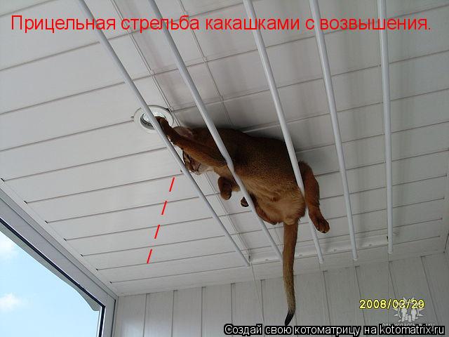Котоматрица: Прицельная стрельба какашками с возвышения. / / / /