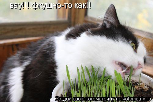 Котоматрица: вау!!!!фкушно-то как!!