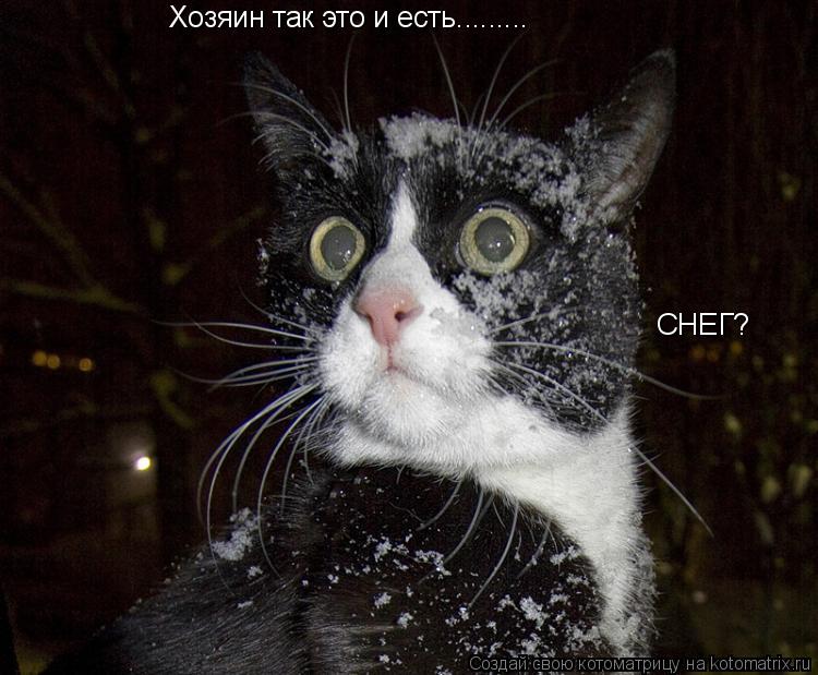 Котоматрица: Хозяин так это и есть......... СНЕГ?