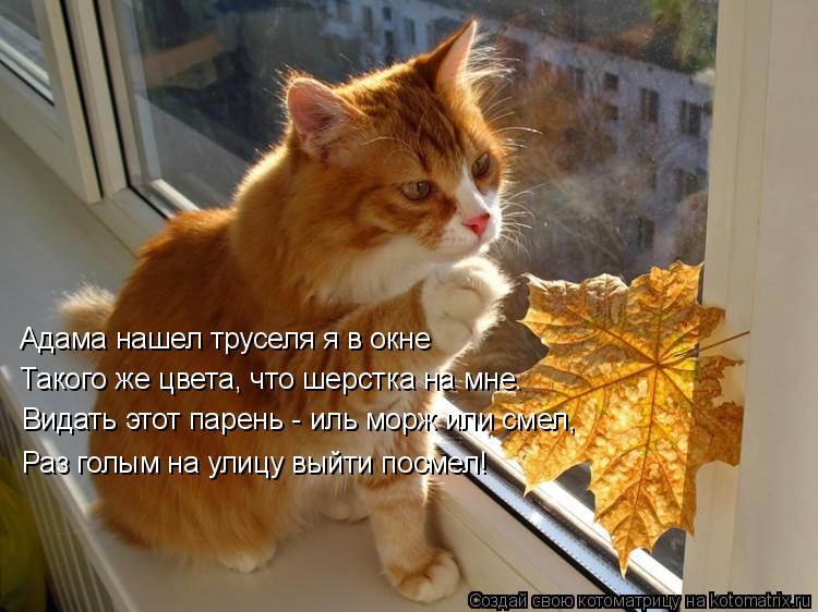 Котоматрица: Адама нашел труселя я в окне Такого же цвета, что шерстка на мне. Видать этот парень - иль морж или смел, Раз голым на улицу выйти посмел!