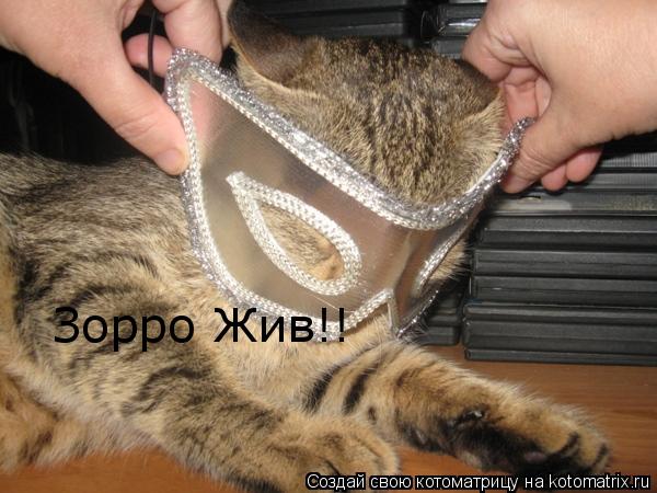 Зорро Жив!!... Котоматрица: Зорро Жив!!