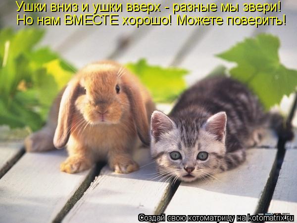 Ушки вниз и ушки вверх - разные мы звери! Но нам ВМЕСТЕ хорошо! Можете поверить!... Котоматрица: Ушки вниз и ушки вверх - разные мы звери! Но нам ВМЕСТЕ хорошо! Можете поверить!
