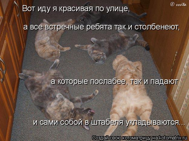 а все встречные ребята так и столбенеют, а которые послабее, так и падают и сами собой в штабеля укл... Котоматрица: а все встречные ребята так и столбенеют, а которые послабее, так и падают и сами собой в штабеля укладываются... Вот иду я красивая по улице,