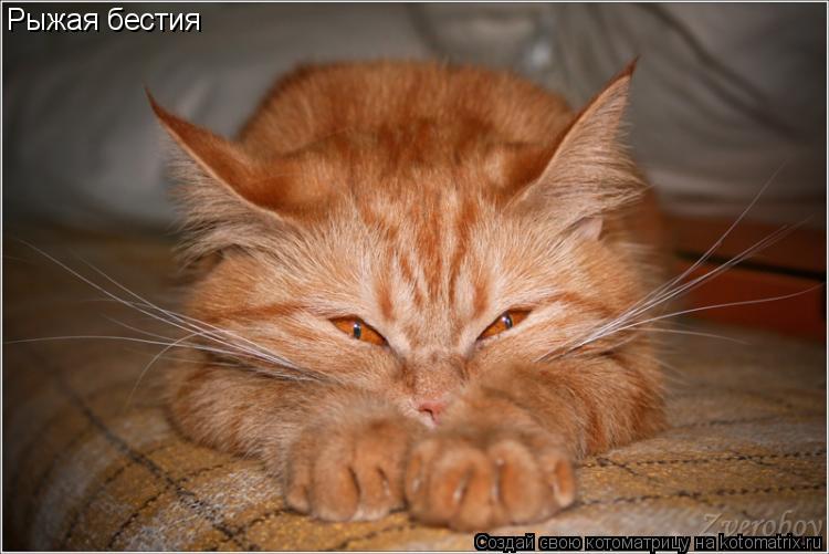 Рыжая бестия... Котоматрица: Рыжая бестия