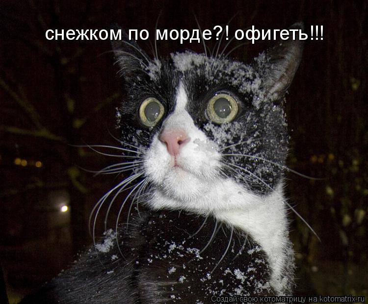 снежком по морде?! офигеть!!!... Котоматрица: снежком по морде?! офигеть!!!