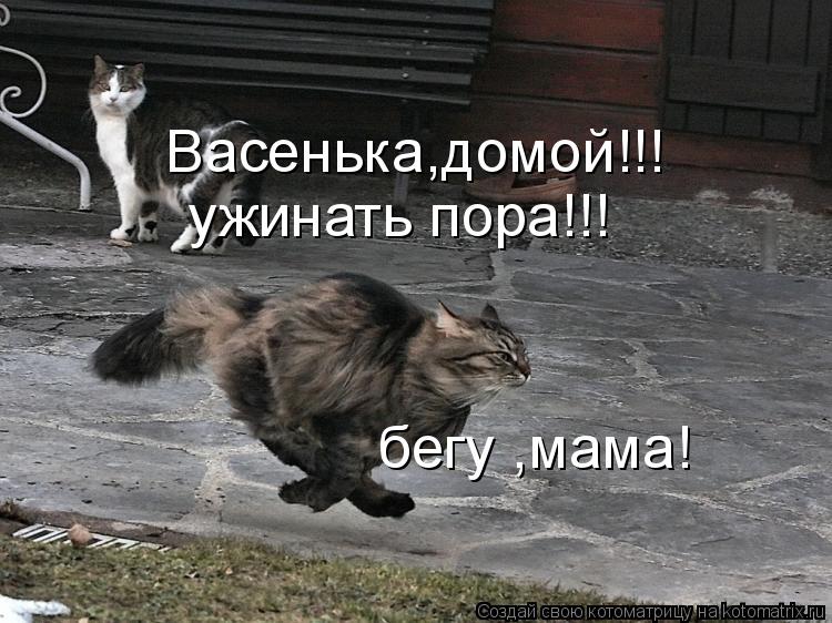 Васенька,домой!!! ужинать пора!!! бегу ,мама!... Котоматрица: Васенька,домой!!! ужинать пора!!! бегу ,мама!