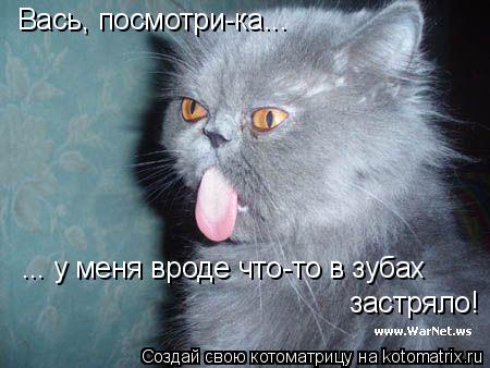 Вась, посмотри-ка... ... у меня вроде что-то в зубах застряло!... Котоматрица: Вась, посмотри-ка... ... у меня вроде что-то в зубах застряло!