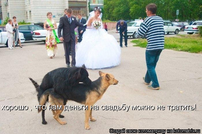 хорошо , что нам деньги на свадьбу можно не тратить!... Котоматрица: хорошо , что нам деньги на свадьбу можно не тратить!