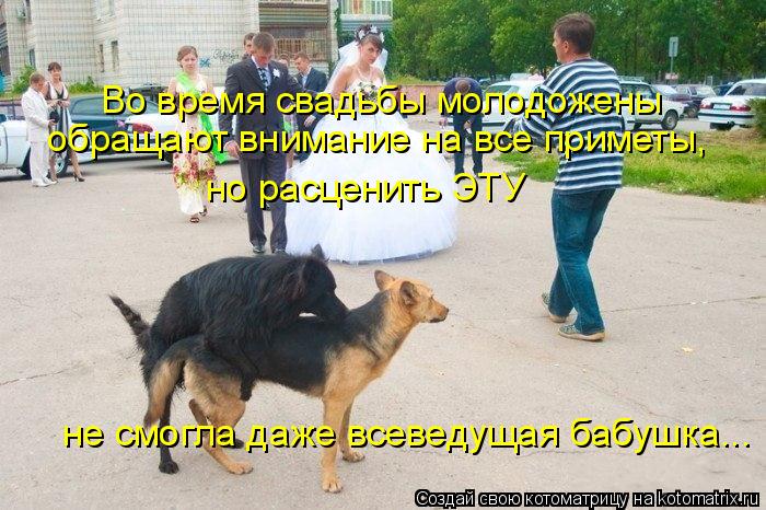 Во время свадьбы молодожены обращают внимание на все приметы, но расценить ЭТУ не смогла даже всеведу... Котоматрица: Во время свадьбы молодожены обращают внимание на все приметы, но расценить ЭТУ не смогла даже всеведущая бабушка...