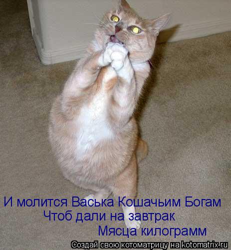 Котоматрица: И молится Васька Кошачьим Богам Чтоб дали на завтрак Мясца килограмм