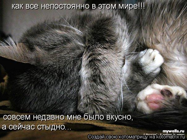Котоматрица: как все непостоянно в этом мире!!! совсем недавно мне было вкусно, а сейчас стыдно...