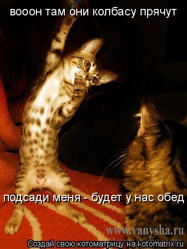 Котоматрица: вооон там они колбасу прячут подсади меня - будет у нас обед