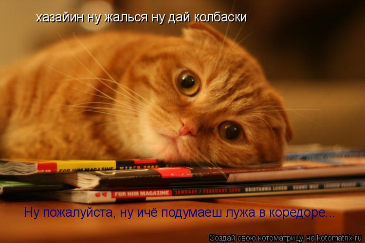 Котоматрица: хазайин ну жалься ну дай колбаски Ну пожалуйста, ну ичё подумаеш лужа в коредоре...