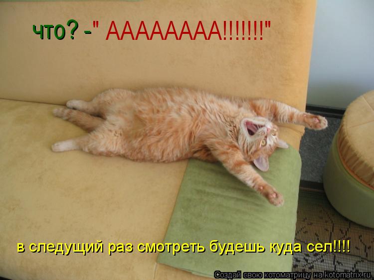 Котоматрица: что? -  " АААААААА!!!!!!!" в следущий раз смотреть будешь куда сел!!!!