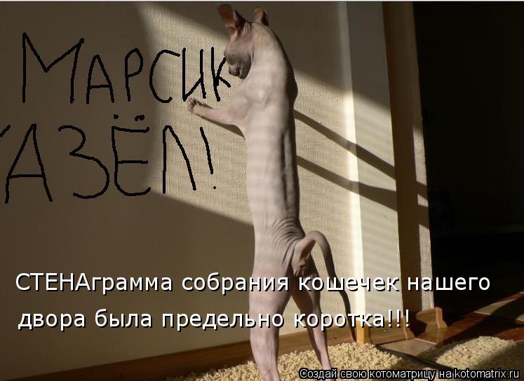 Котоматрица: СТЕНАграмма собрания кошечек нашего двора была предельно коротка!!!