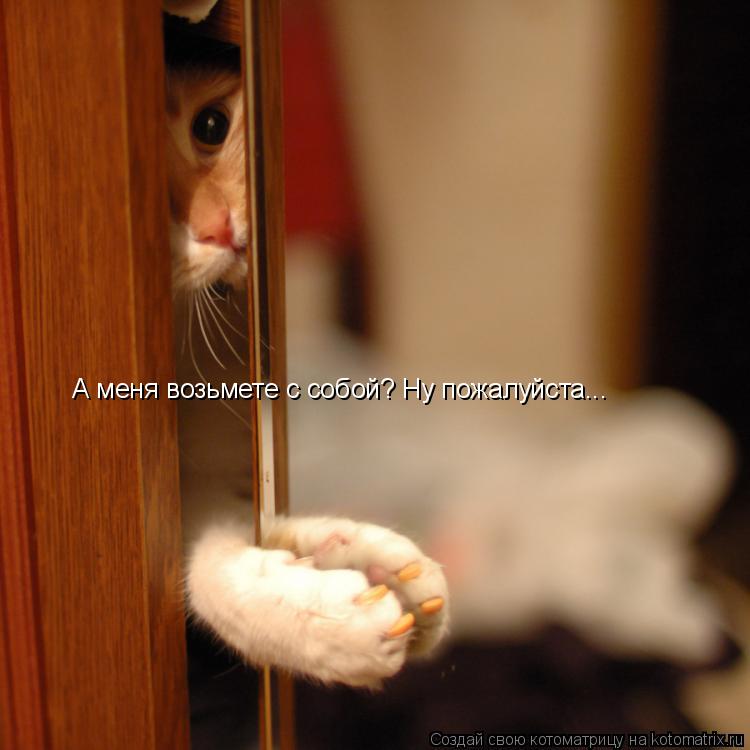 Котоматрица: А меня возьмете с собой? Ну пожалуйста...