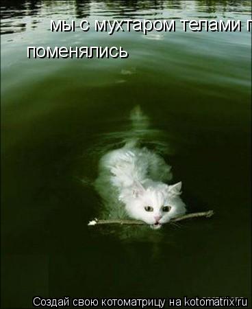 Котоматрица: мы с мухтаром телами поменялись  поменялись