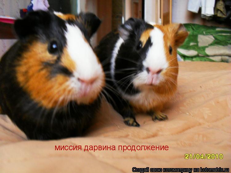 Котоматрица: миссия дарвина продолжение