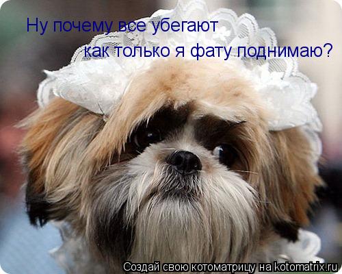 Котоматрица: Ну почему все убегают как только я фату поднимаю?