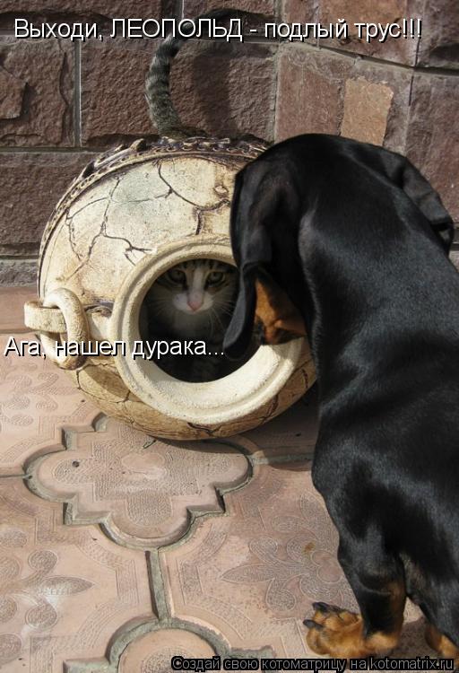 Котоматрица: Выходи, ЛЕОПОЛЬД - подлый трус!!! Ага, нашел дурака...