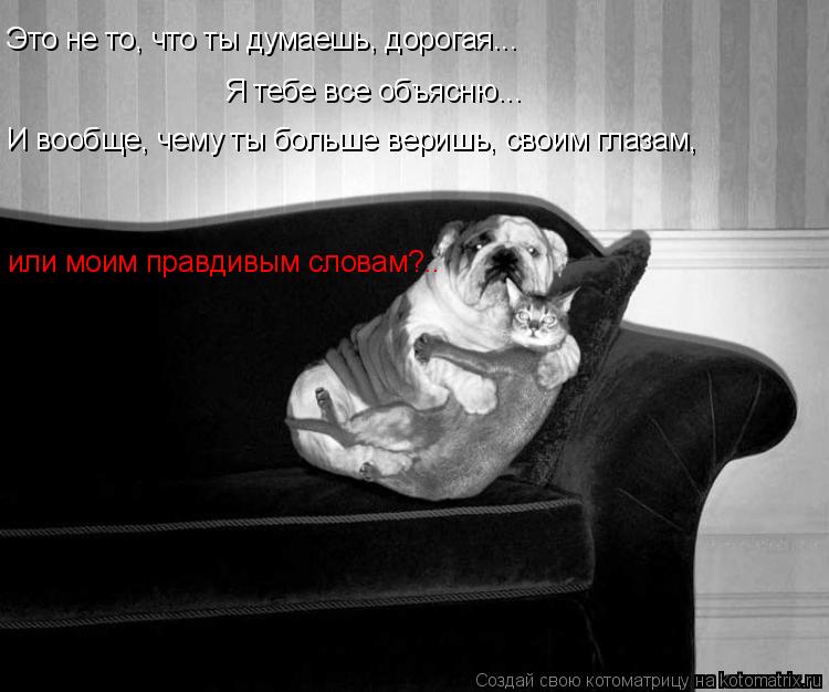 Котоматрица: Я тебе все объясню... Это не то, что ты думаешь, дорогая... И вообще, чему ты больше веришь, своим глазам,  или моим правдивым словам?..