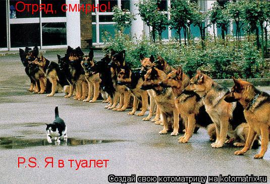 Котоматрица: Отряд, смирно! P.S. Я в туалет