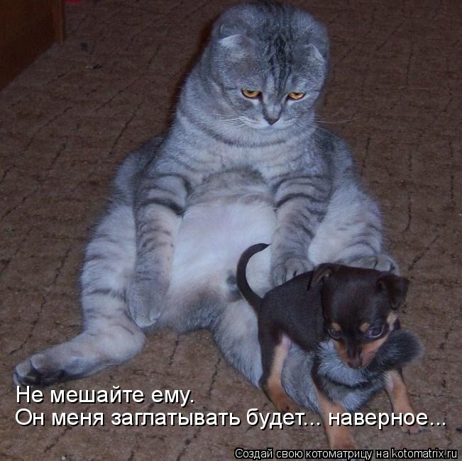 Котоматрица: Он меня заглатывать будет... наверное... Не мешайте ему.