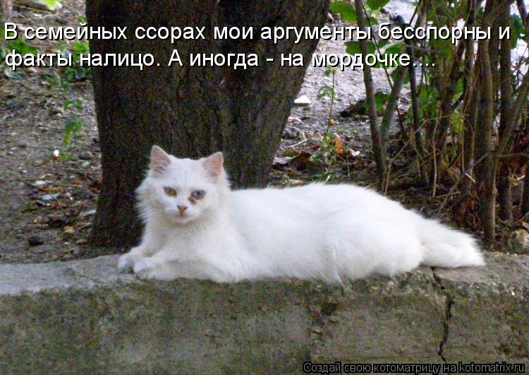 В семейных ссорах мои аргументы бесспорны и факты налицо. А иногда - на мордочке....... Котоматрица: В семейных ссорах мои аргументы бесспорны и факты налицо. А иногда - на мордочке....