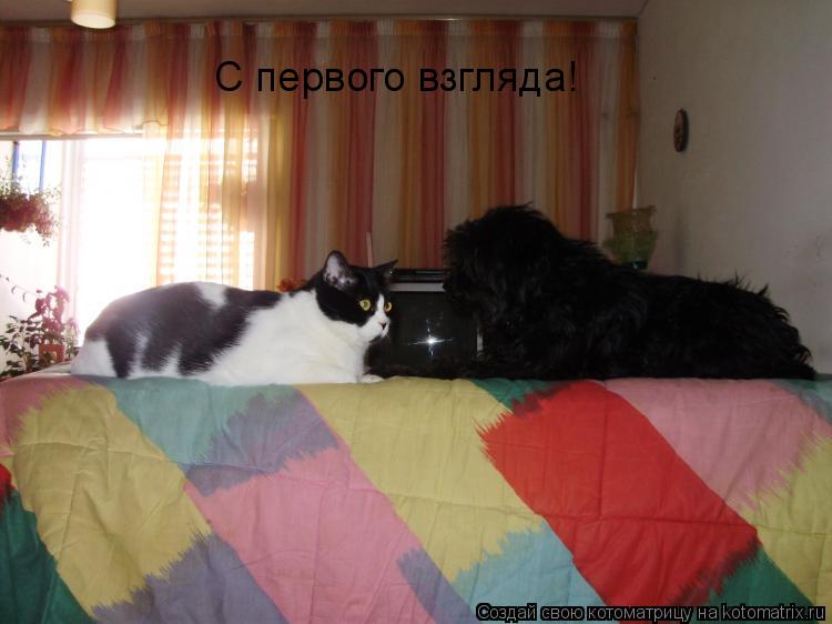 С первого взгляда!... Котоматрица: С первого взгляда!