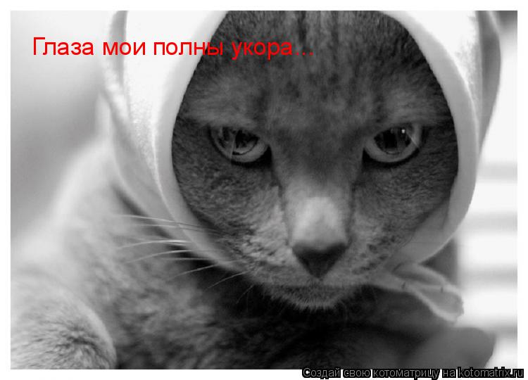 Глаза мои полны укора...... Котоматрица: Глаза мои полны укора...